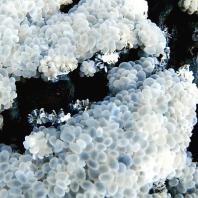 Bubble Coral