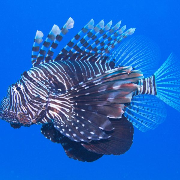 Lion fish