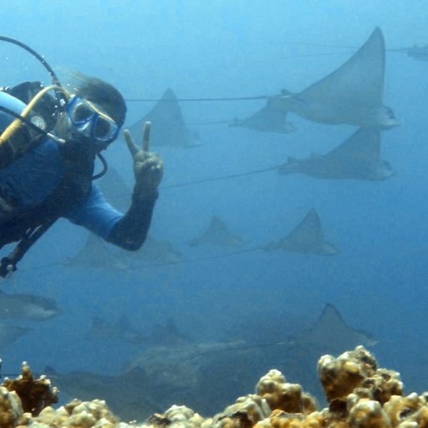 Olivier with eagle rays