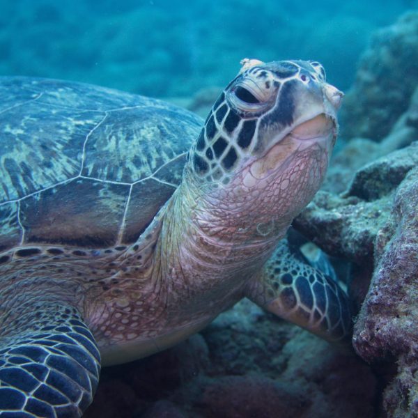 green turtle