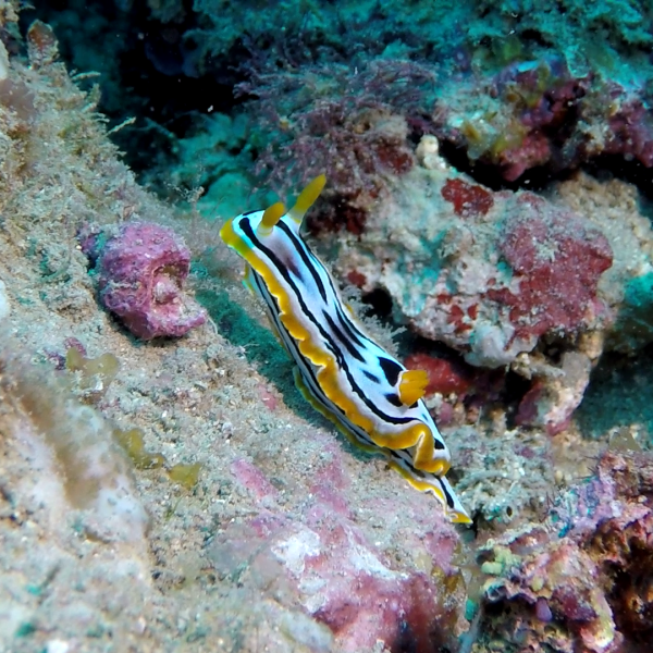 nudibranch