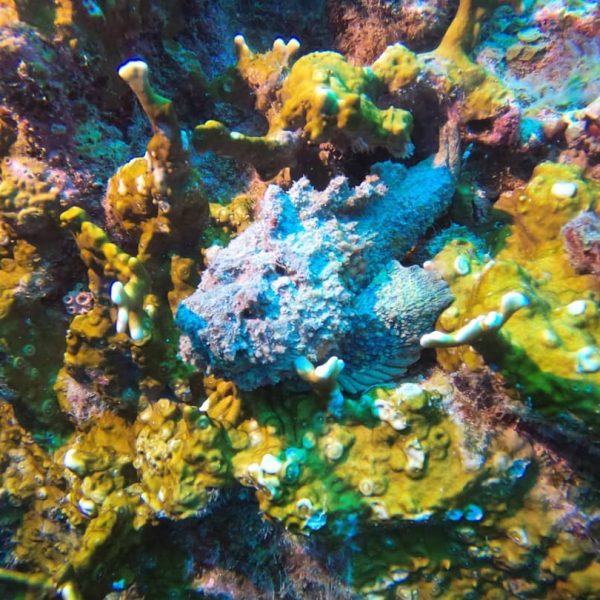 reef stonefish