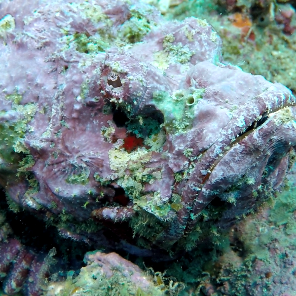 scorpion fish