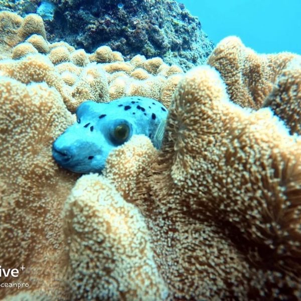 tamarin-ocean-pro-diving-puffer-fish